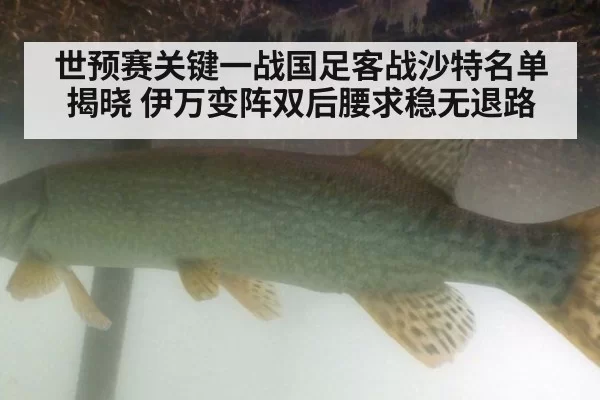 世预赛关键一战国足客战沙特名单揭晓 伊万变阵双后腰求稳无退路